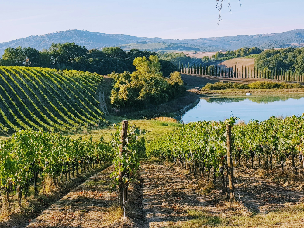 have a destination wedding in the vinyards of tuscany italy